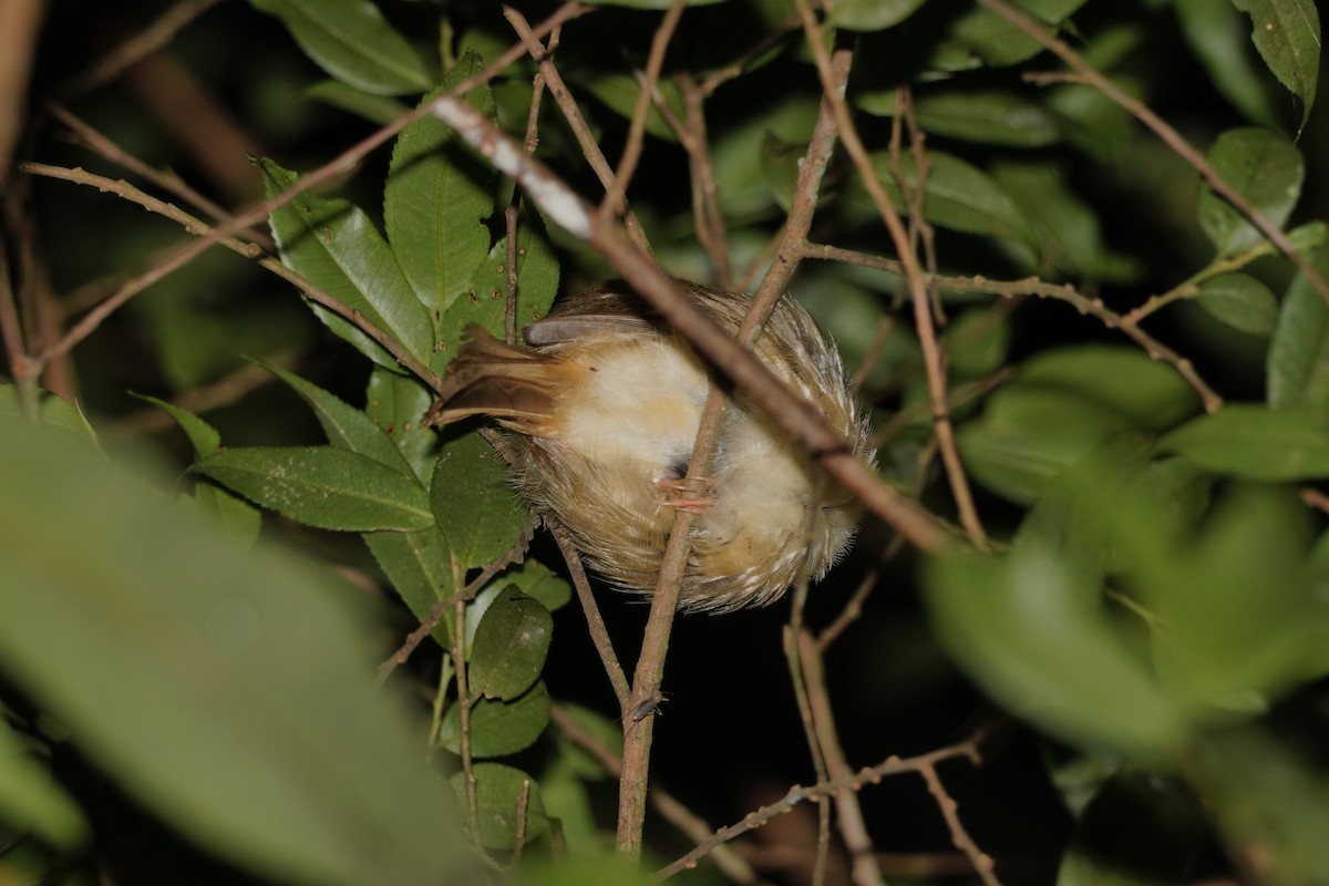 Dusky Fulvetta - ML638843961