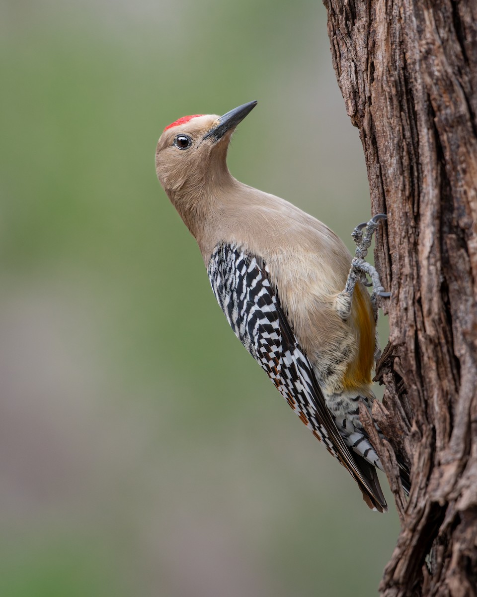 Gila Woodpecker - ML638843966