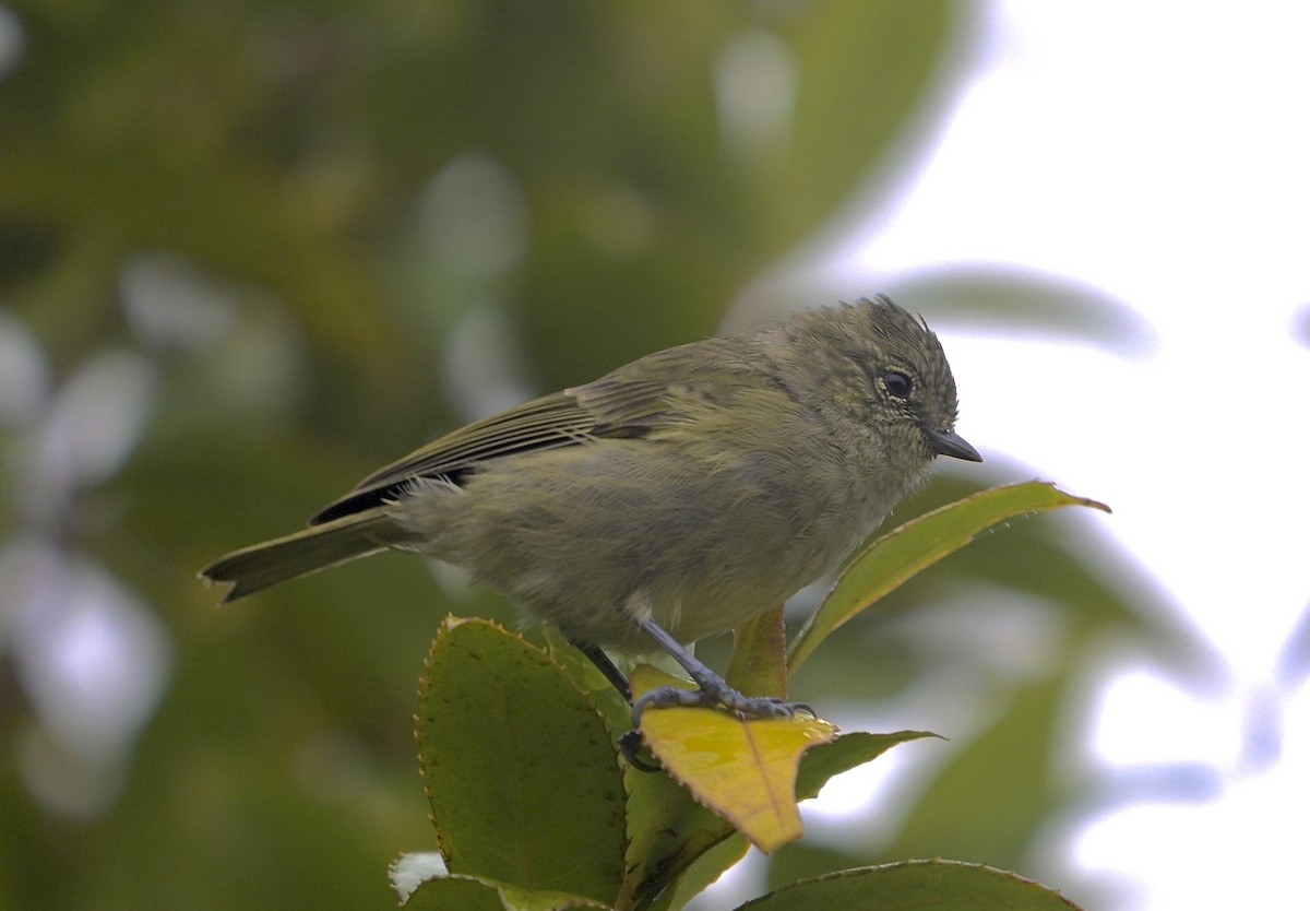 Yellow-browed Tit - ML638843967