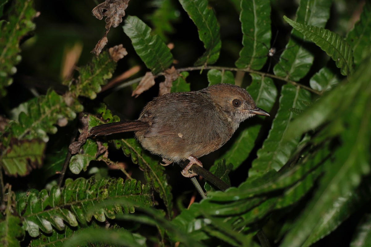 Dusky Fulvetta - ML638843969
