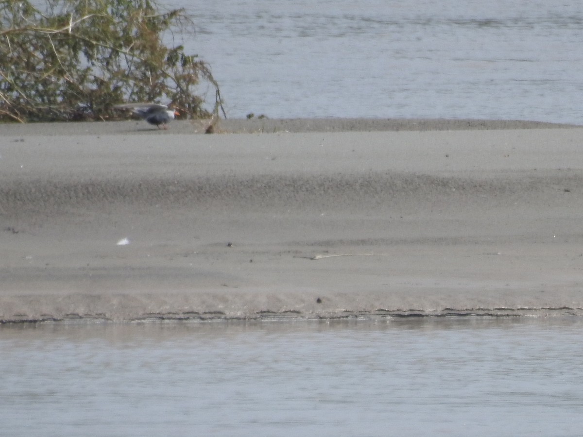 Black-bellied Tern - ML638843972