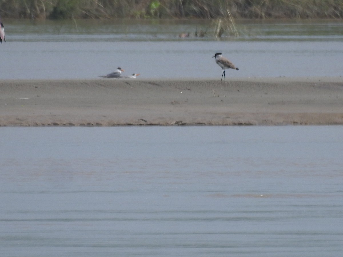 Black-bellied Tern - ML638843973