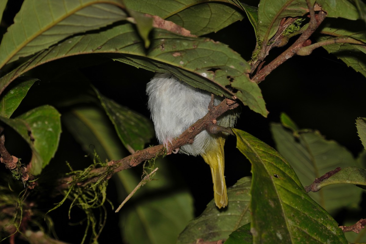 White-bellied Erpornis - ML638843977