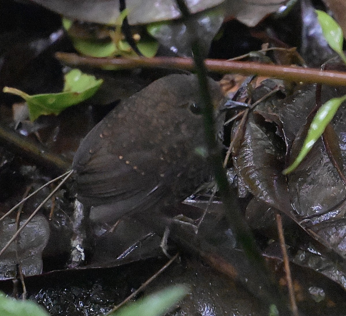 Pygmy Cupwing - ML638843981