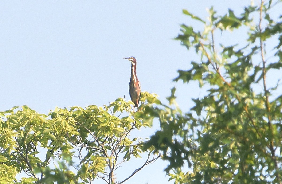 Green Heron - ML638843987