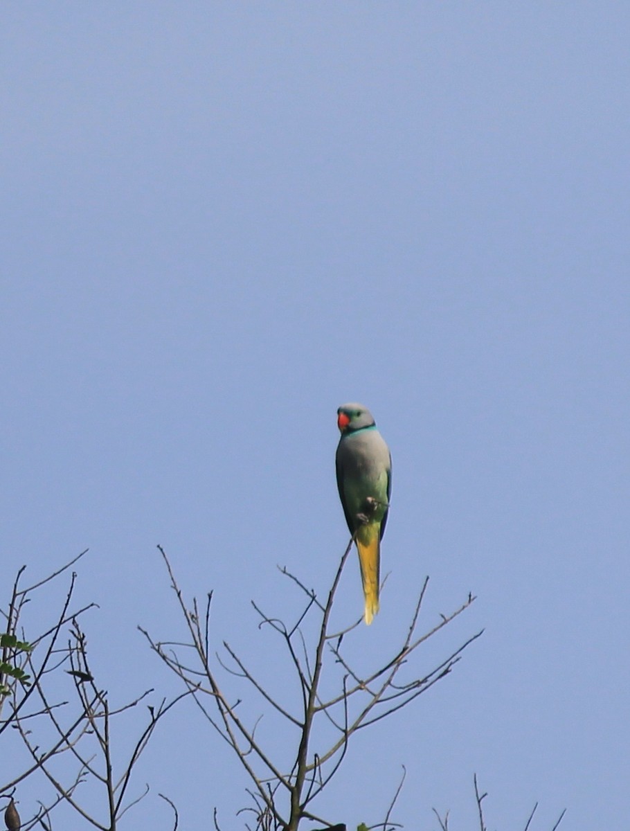 Malabar Parakeet - ML638844029