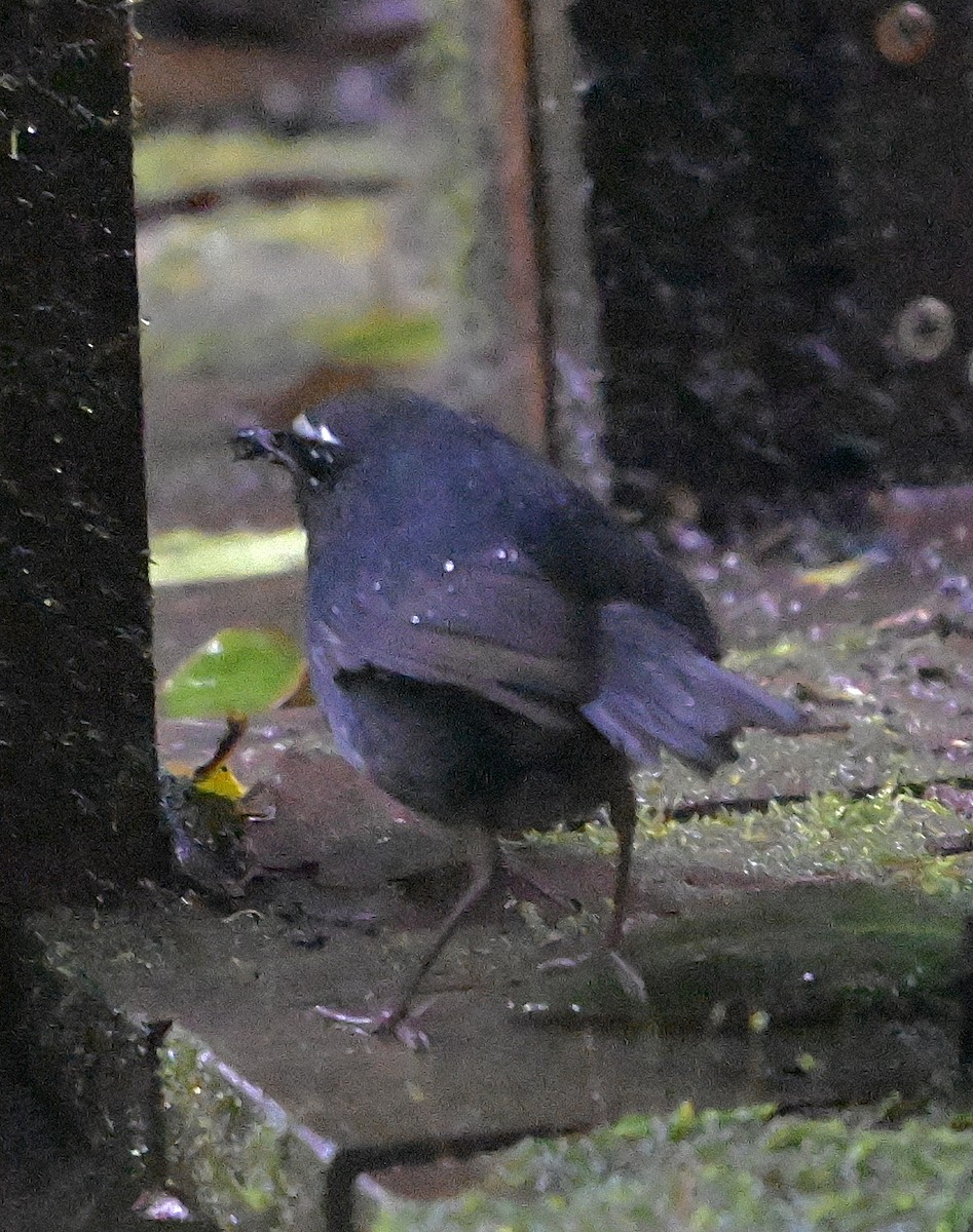 Himalayan Shortwing - ML638844037