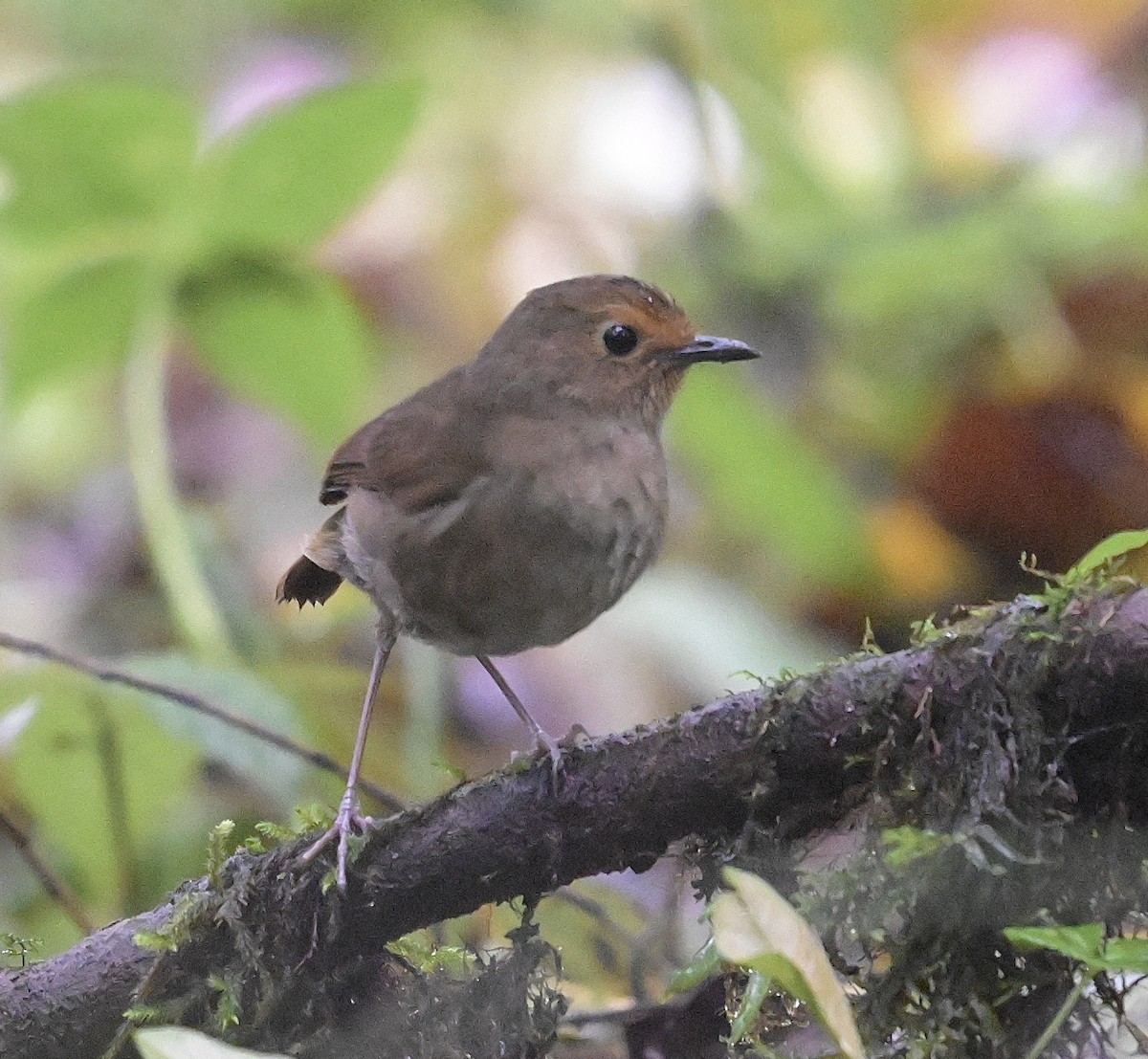 Himalayan Shortwing - ML638844038