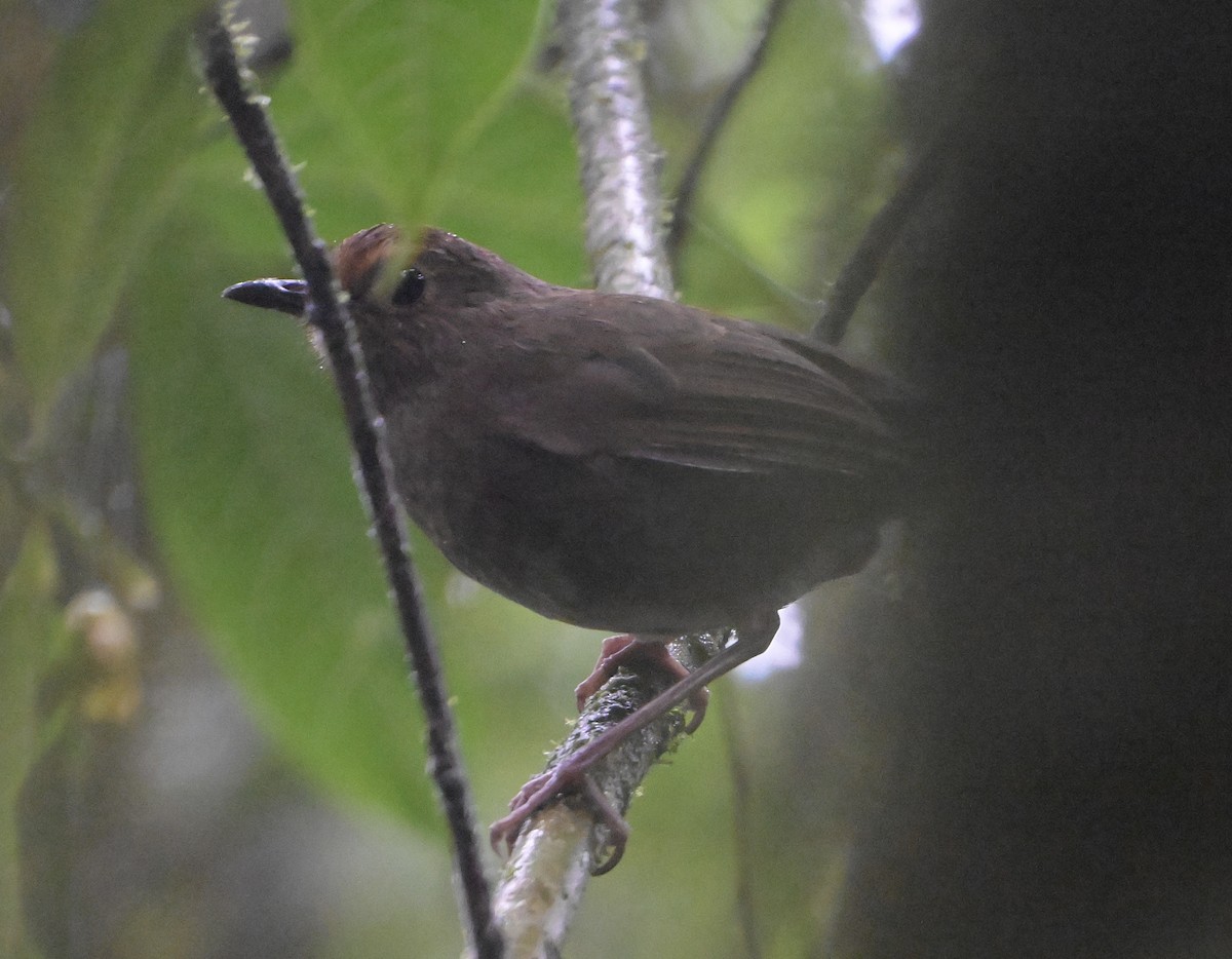 Himalayan Shortwing - ML638844039