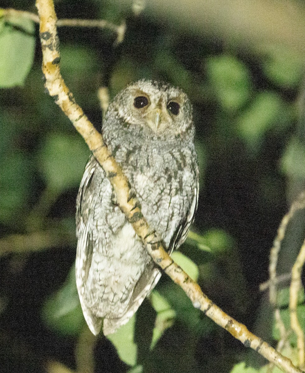 Flammulated Owl - ML638844040