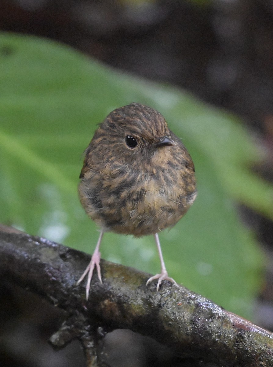 Snowy-browed Flycatcher - ML638844043