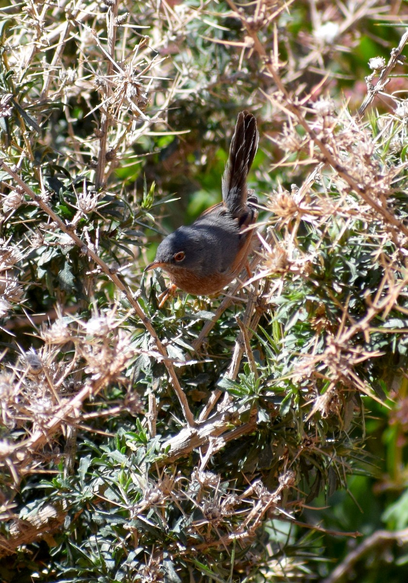 Basamortuko txinboa - ML638844048