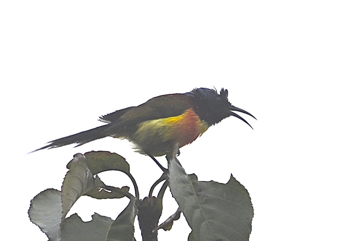 Green-tailed Sunbird - ML638844050