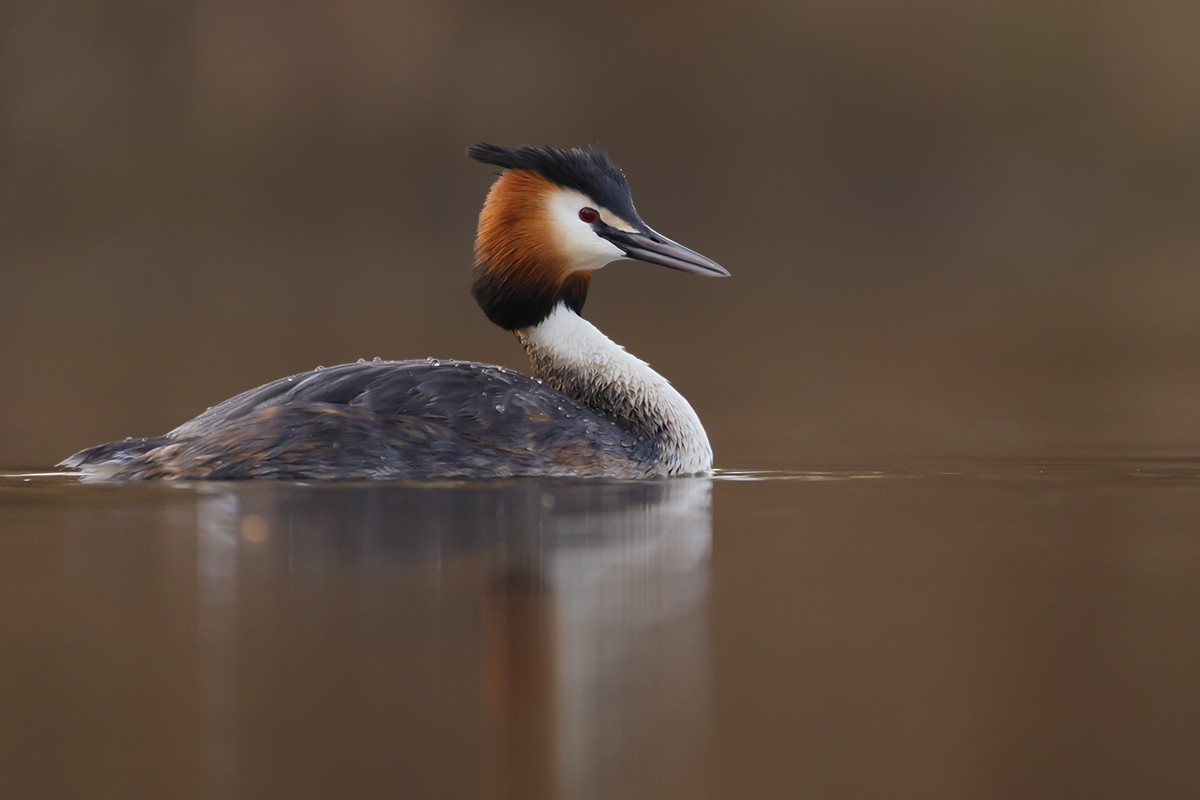 potápka roháč - ML638844113