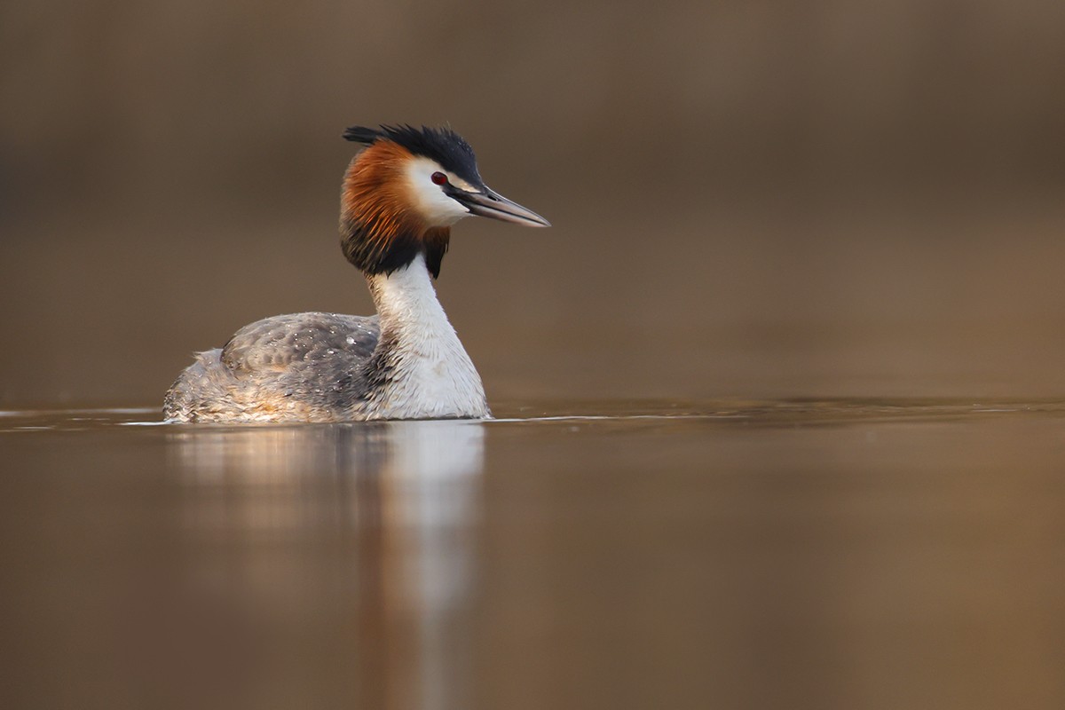 potápka roháč - ML638844119