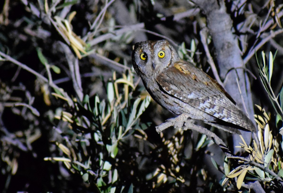 Eurasian Scops-Owl - ML638844127