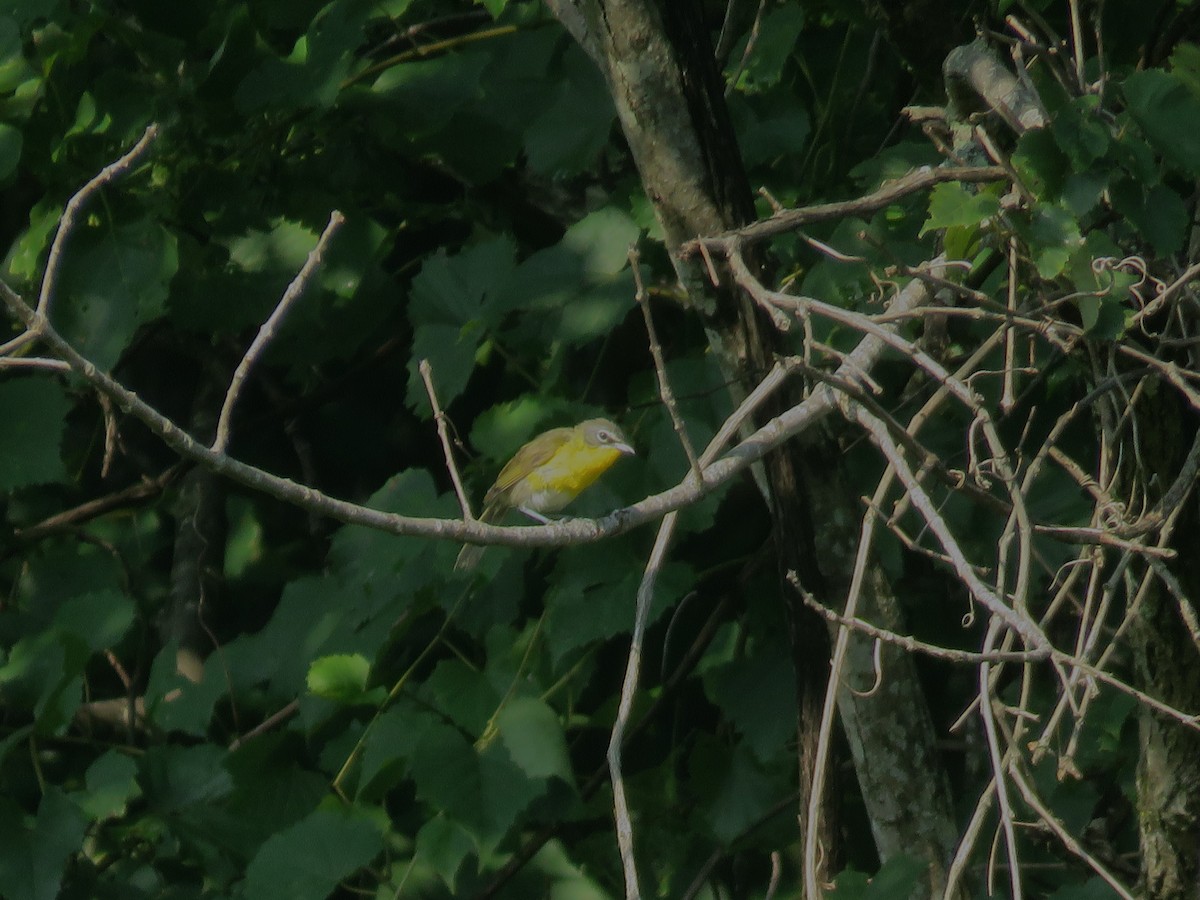 Yellow-breasted Chat - ML638844135