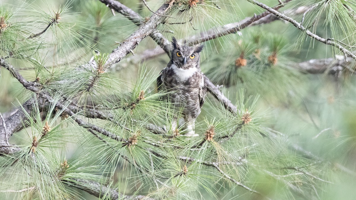 Great Horned Owl - ML638844144
