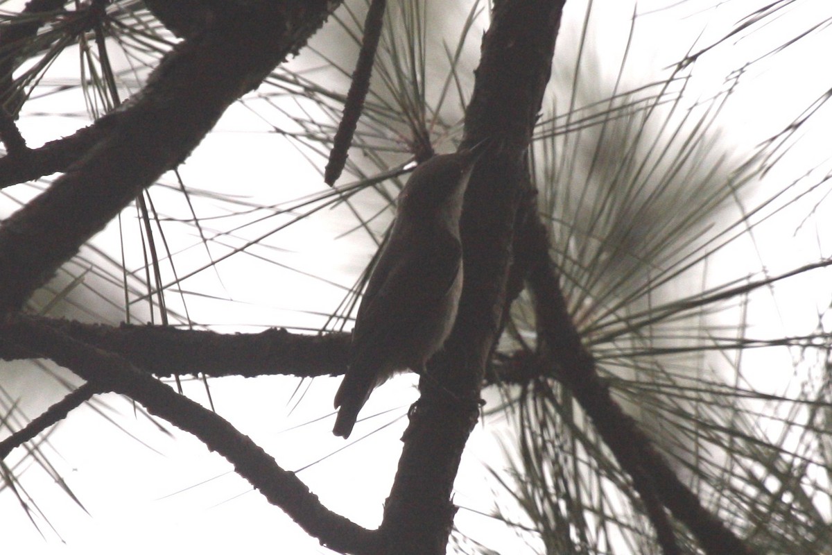 Brown-headed Nuthatch - ML638844155