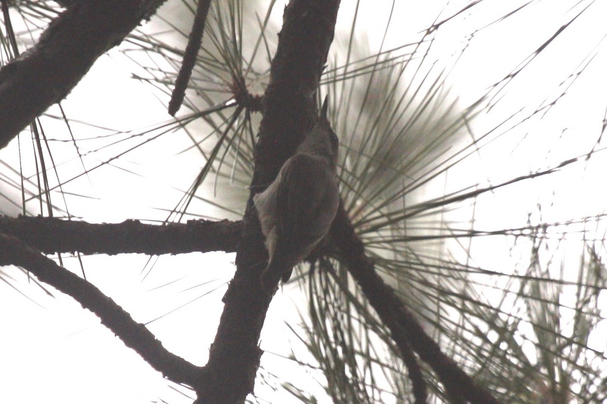 Brown-headed Nuthatch - ML638844156