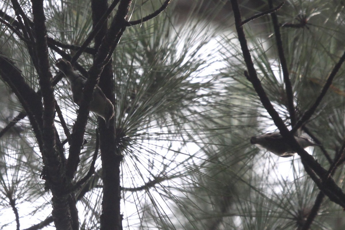 Brown-headed Nuthatch - ML638844158