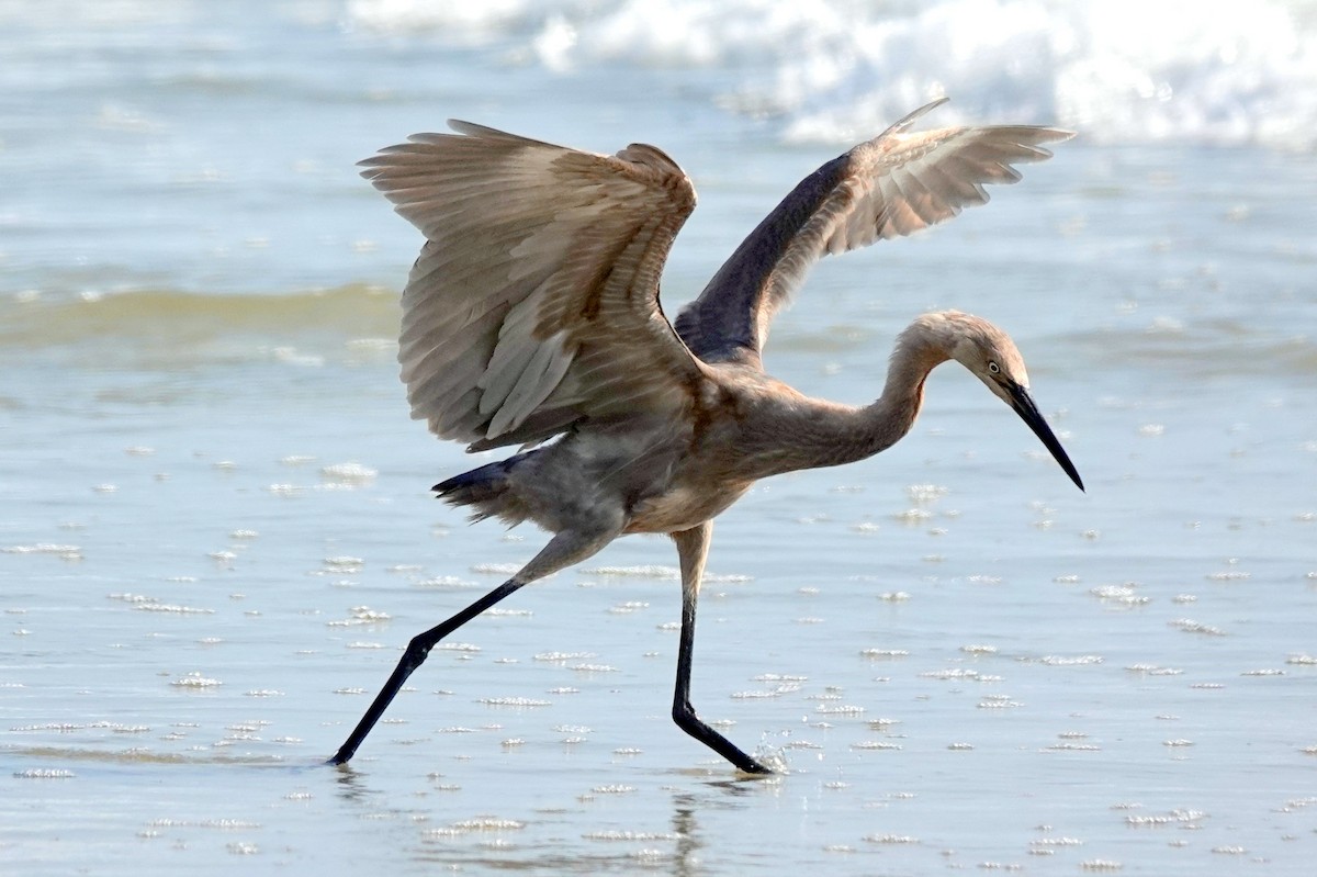 Reddish Egret - ML638844162