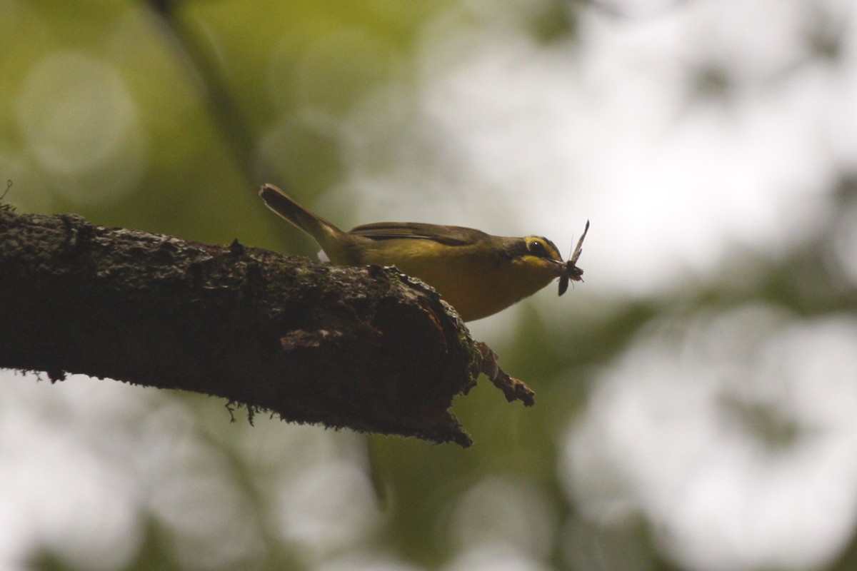 Kentucky Warbler - ML638844164