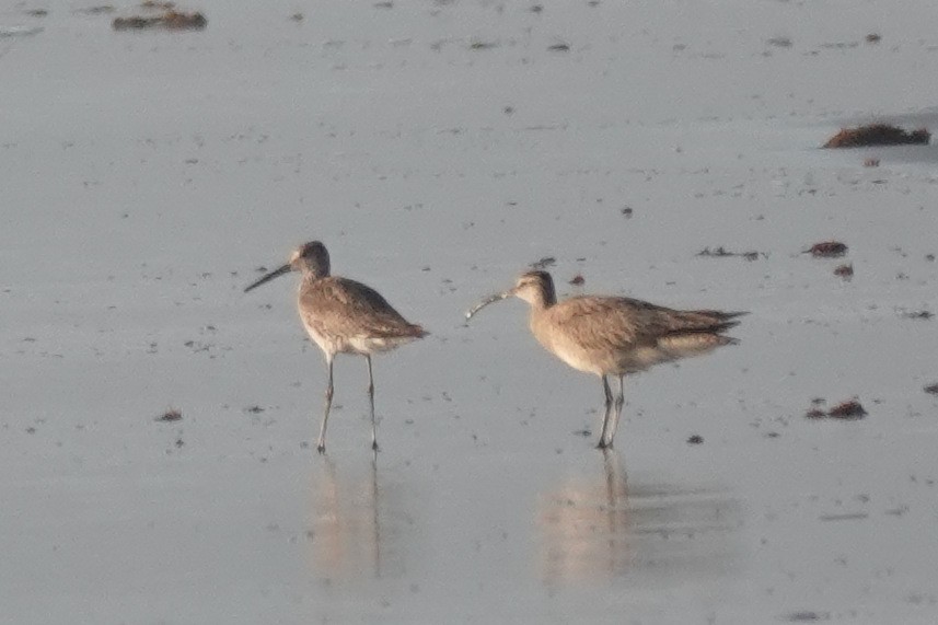 Hudsonian Whimbrel - ML638844168