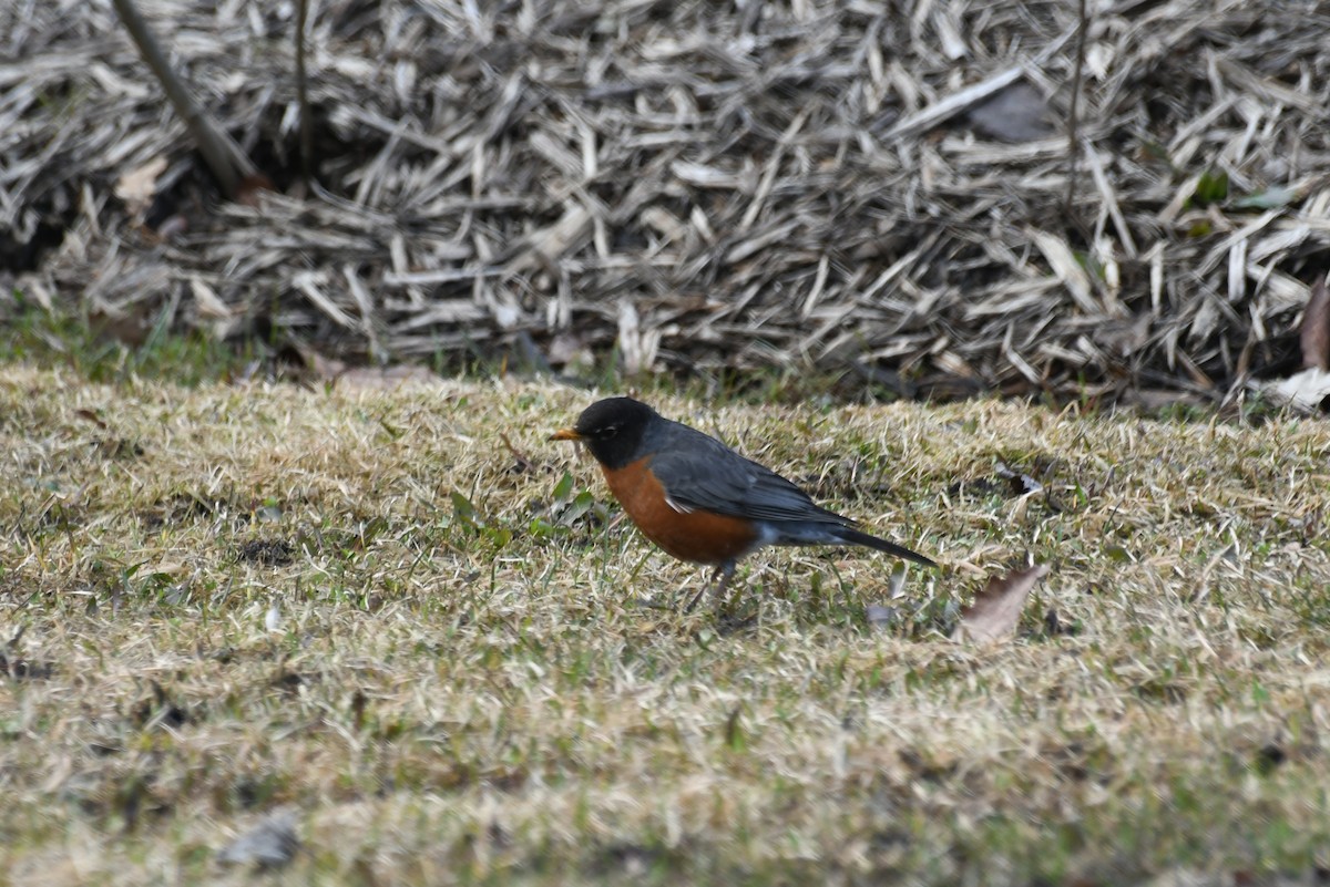 Zozo papargorria - ML638844244