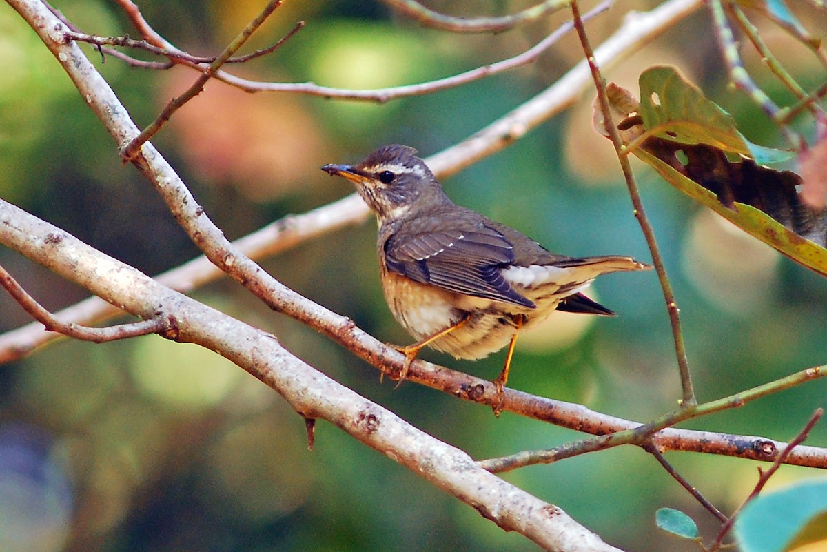 Eyebrowed Thrush - ML638844258