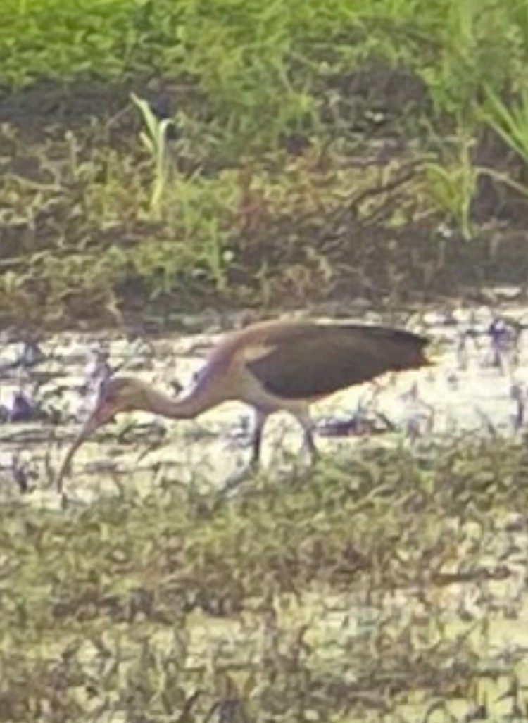 White Ibis - ML638844279