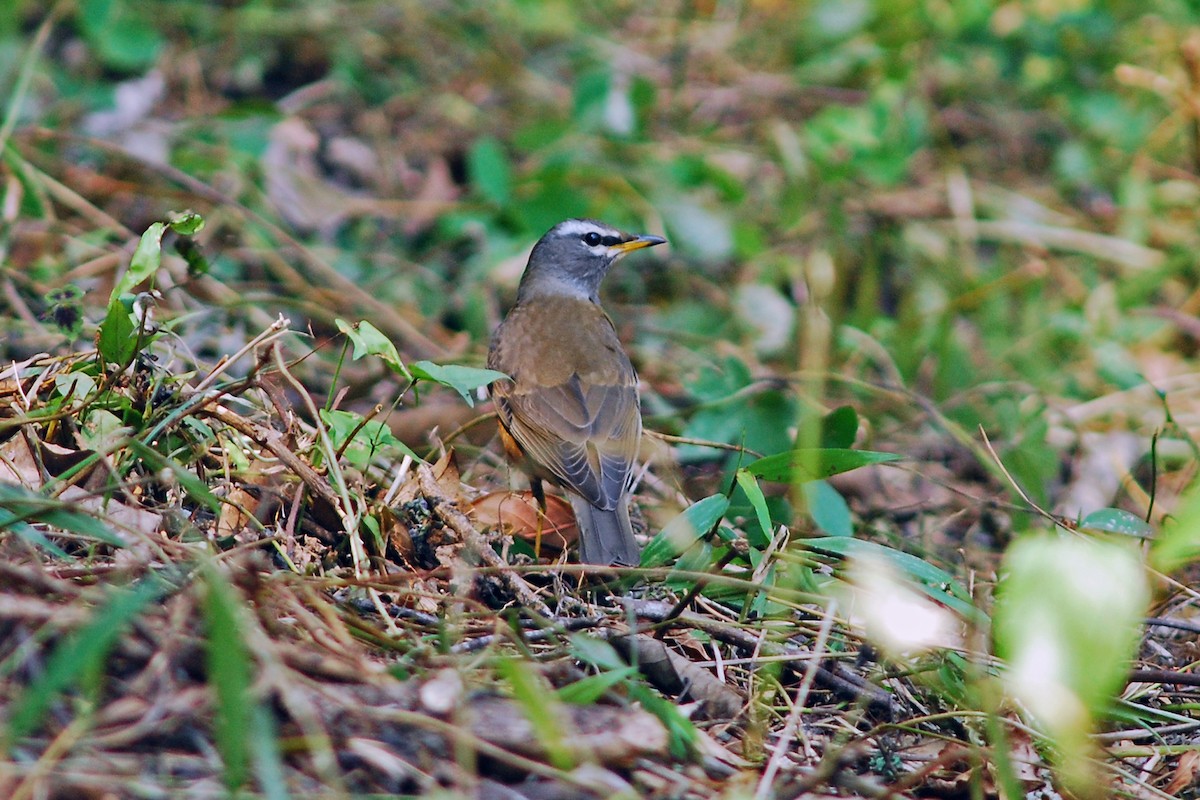 Eyebrowed Thrush - ML638844283