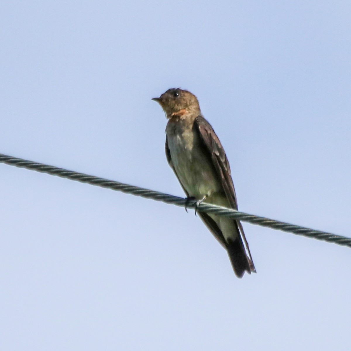 Southern Rough-winged Swallow - ML638844287