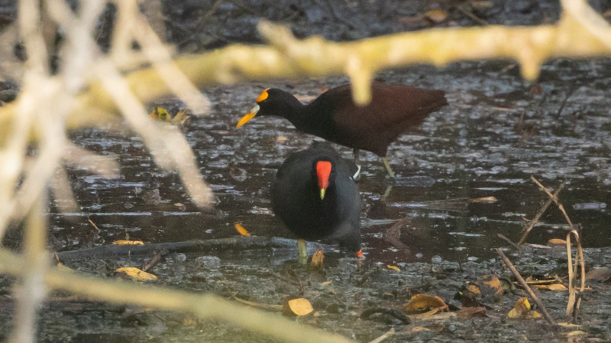 Common Gallinule (American) - ML638844288