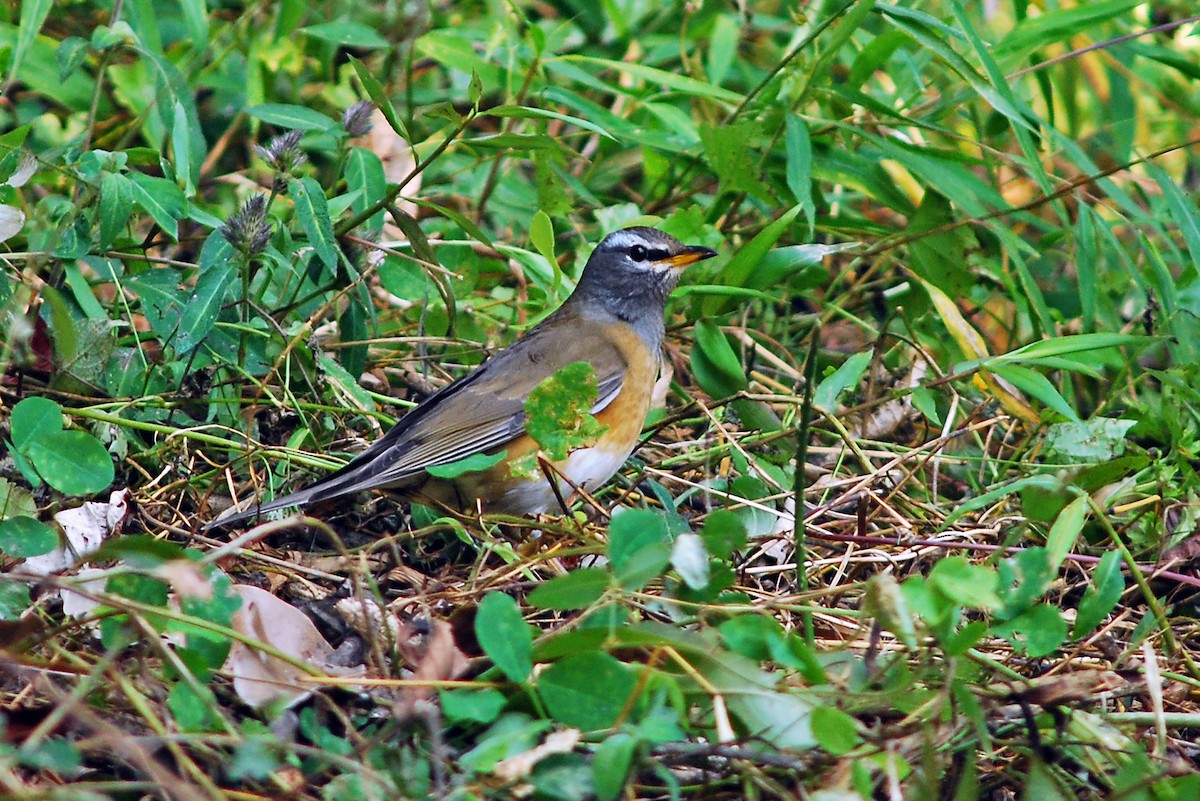 Eyebrowed Thrush - ML638844298