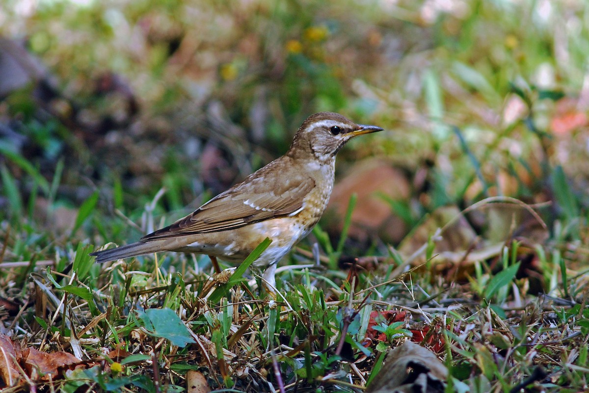 Eyebrowed Thrush - ML638844309