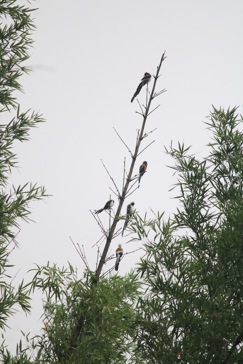 White-bellied Treepie - ML638844344