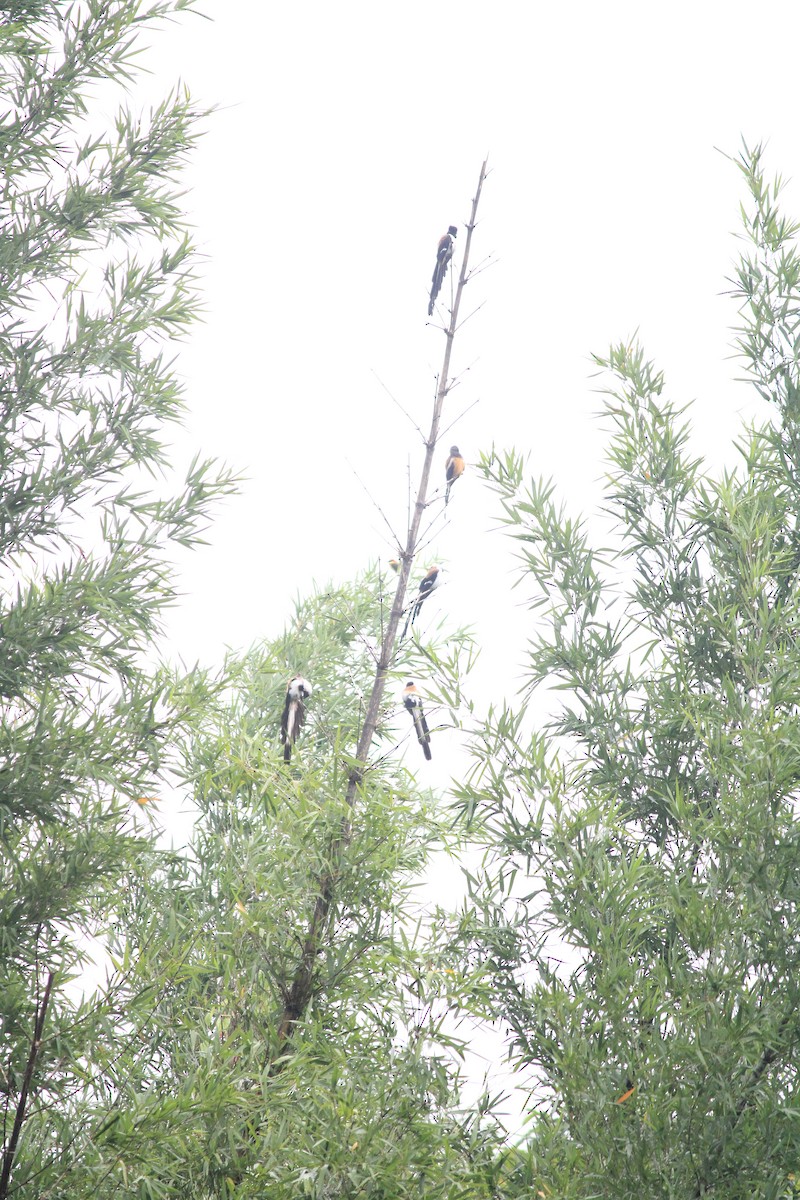 White-bellied Treepie - ML638844347