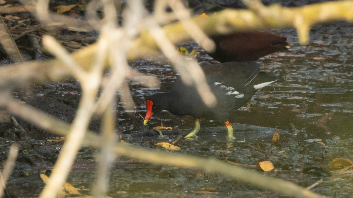 Common Gallinule (American) - ML638844349