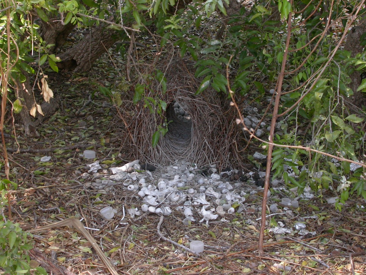 Great Bowerbird - ML638844350