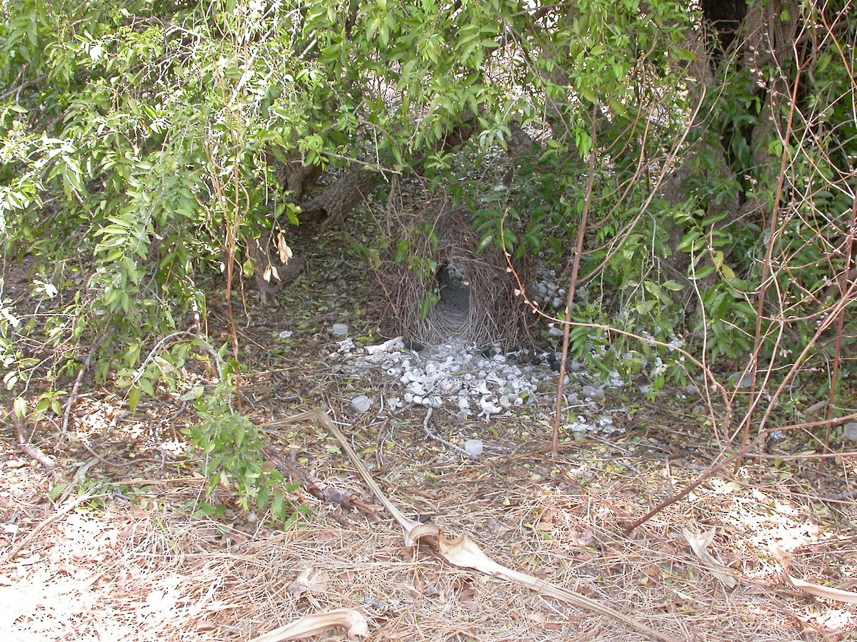 Great Bowerbird - ML638844351