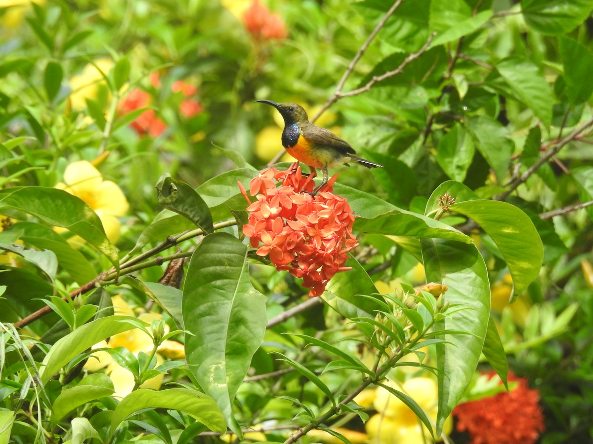 Palawan Sunbird - ML638844352