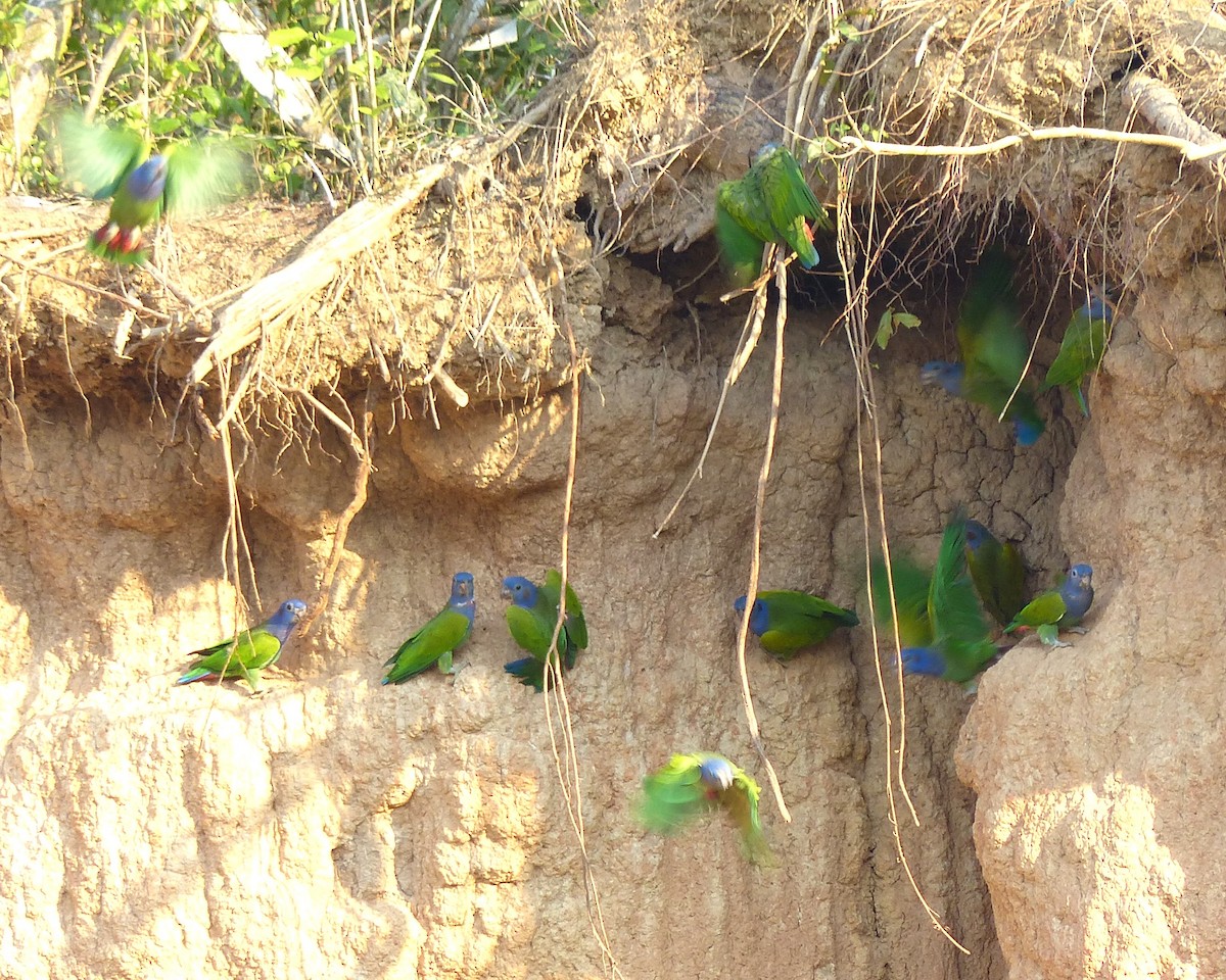 Blue-headed Parrot - ML638844406