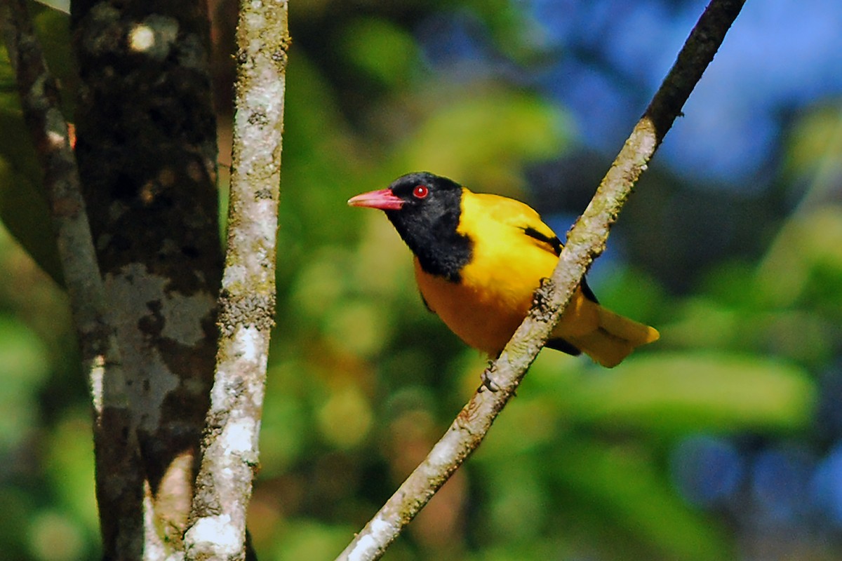 Black-hooded Oriole - ML638844407