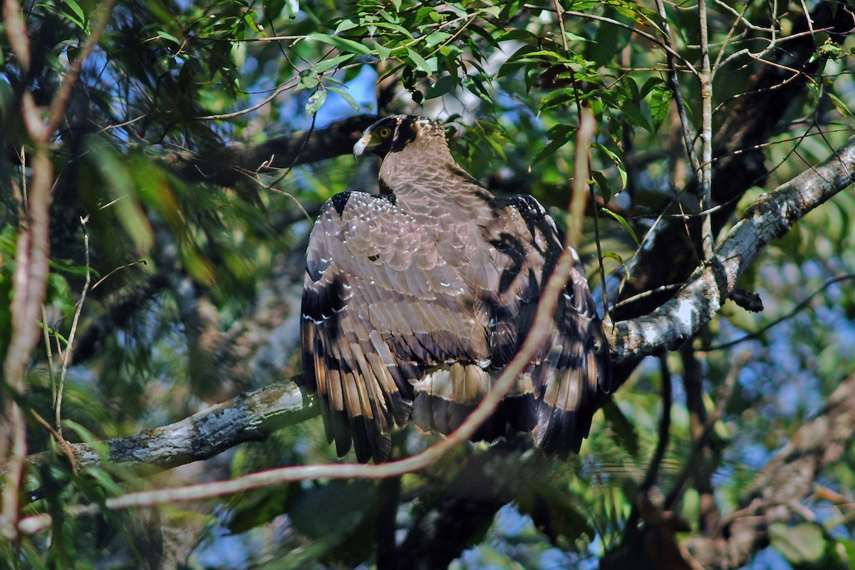 Crested Serpent-Eagle (Crested) - ML638844425