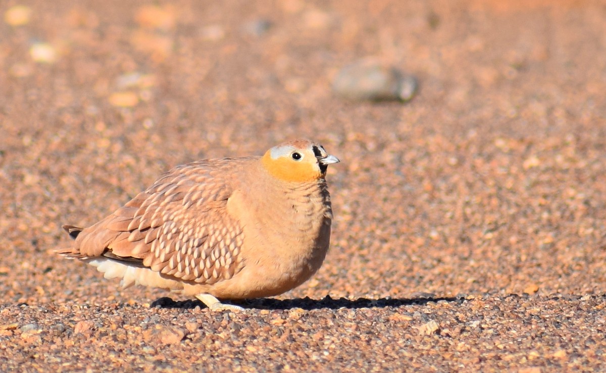 Crowned Sandgrouse - ML638844427
