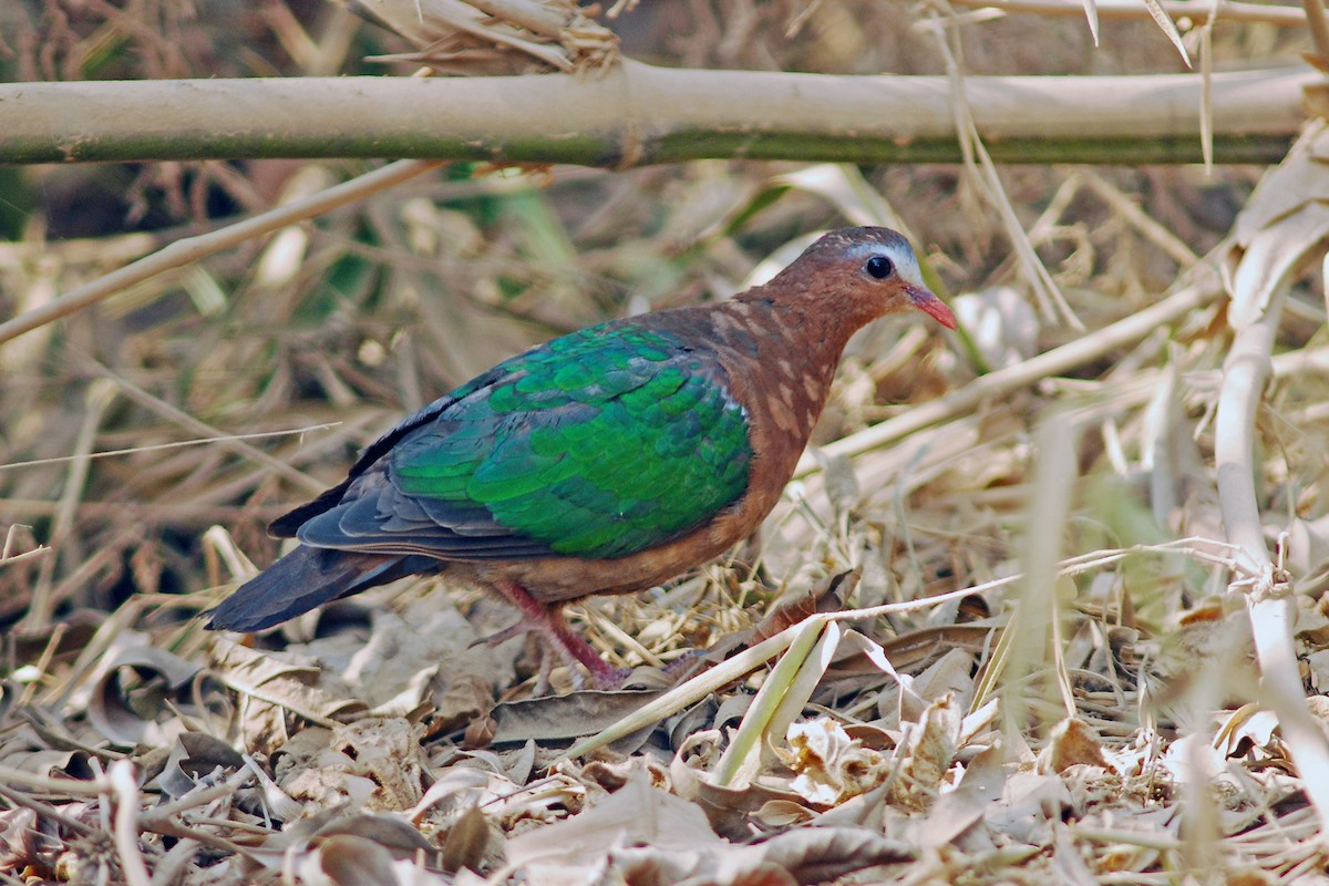 Asian Emerald Dove - ML638844430