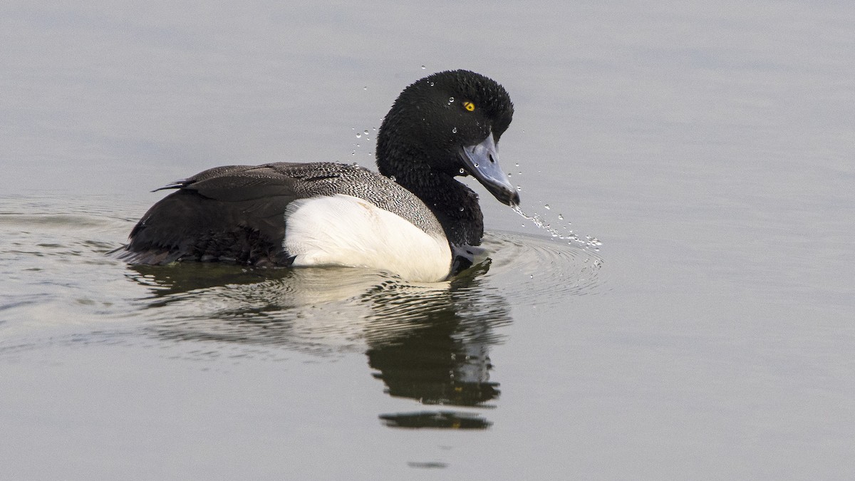 Greater Scaup - ML638844432