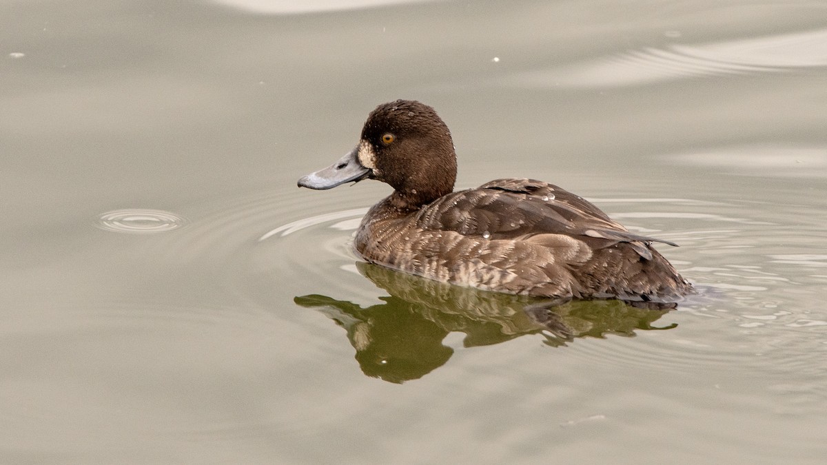 Greater Scaup - ML638844433
