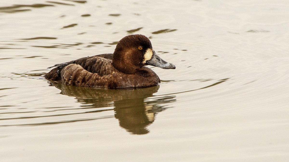 Greater Scaup - ML638844434